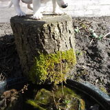Kennis maken met onze mini vijver.