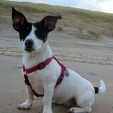 De meest recente foto van Pip op het strand, dit was op 1 december.