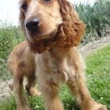 dit is mijn hond tikka ze is een engelse cocker spaniel van 1 jaar en 1…