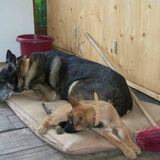 dit is rik samen met robbie onze vorige hond.