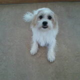 Foto van snoopy, rikkie , lady en xana