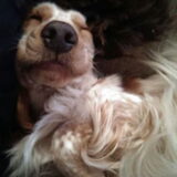 Foto van Crissy, Joey en Kiwi