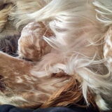Foto van Crissy, Joey en Kiwi