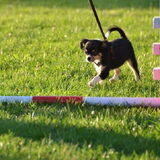 Binky als puppy bij de hondenclub