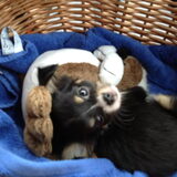 Binky als pup