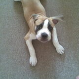 hier is mn buddy nog maar 11 weekjes.