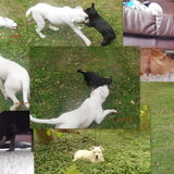Fotocollage "Spelen met Noa"