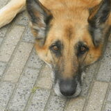 Onze "grijze snuit" Ze is nog maar 7 jaar hoor. Werd al na twee jaar…