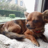 Dit is Kartoesj en geboren op 9/02/2013.