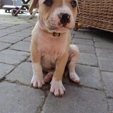 Foto van Eve & Amstaff Zoë