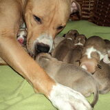 Foto van Eve & Amstaff Zoë
