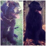 Foto van Anouk & Balou<3