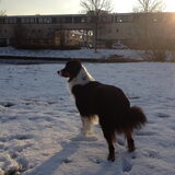 Foto van Puck en Inca
