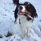 Foto van Puck en Inca
