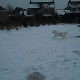 skijoering