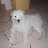 onze nieuwe aanwinst 12 weken 2010 januari