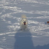 de tweede keer sneeuw, yes 2010