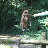 Foto van Staffie love