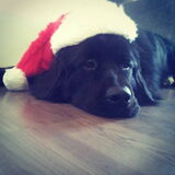 Foto van Anouk & Balou<3