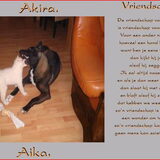aika & akira spijtig is akira niet meer bij ons,ik mis hem nog elke dag.