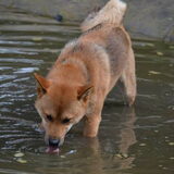 Social learning noemt men dat ;) "Gaan mijn vriendjes in 't water? Ik…