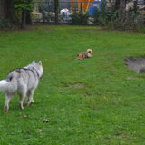 vosje in de verte