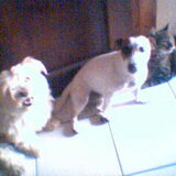 onze 3 beestjes : snoopy,gipsy en wuppert. Zie eens hoe goed we het met…