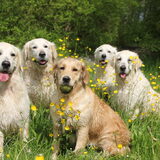 Foto van Golden Girls