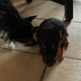 Bowie van 2 tot 3 jaar