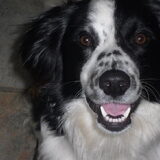 Foto van Angelique; Bruno, Charlie & Fenna