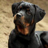 al onze lieve honden. Diesel Rottweiler de hond van onze zoon en zijn…
