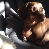 Foto van sophia