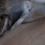 Luna Malamute