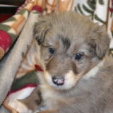 hier het puppy dat ik vrijdag ga bezoeken
