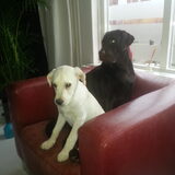 Marley (16 wk) met zijn grote vriend Bruce (2,5)