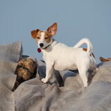 Foto van Mandy - Snoopy en Daisy