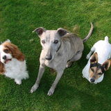 Foto van Tom -  (Speedy & Jacky†) - Milo & Ozzy.