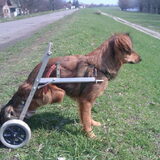 Felix is een van de twee gehandicapte honden in ons opvang hij is super…