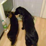 Kimba en haar kleine vriend RISCO
