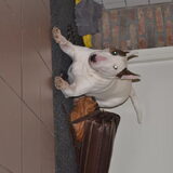 Foto van Hannah & Bink† en Beertje