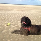 Foto van Dizzy