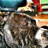 Rebell en daddy Buddhah.