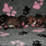 De puppys 1 dag oud.