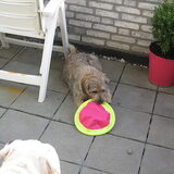Foto van Nikita