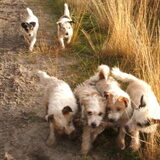 Boswandeling met onze jack russells