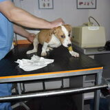 Brana bij de dierenarts