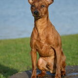 Foto van Pumba