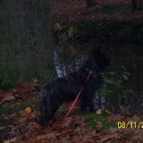 Ruub in het bos