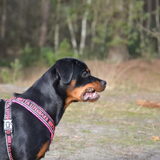 Foto van Inge, Rottweiler Nika & m'n Canadeesje(s)