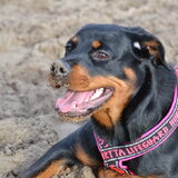 Foto van Inge, Rottweiler Nika & m'n Canadeesje(s)